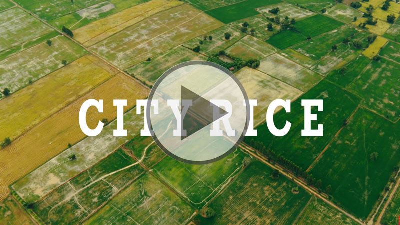 city rice